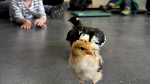 IMG_1454_kl